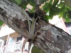 Tillandsia flexuosa