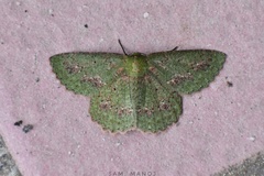 Herochroma cristata