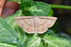 Entomogramma fautrix