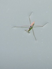 Aquarius adelaidis