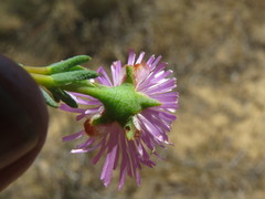 Lampranthus tenuifolius