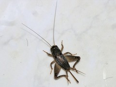 Teleogryllus siamensis