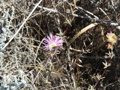 Lampranthus tenuifolius