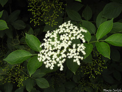 Sambucus nigra nigra