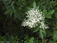 Sambucus nigra nigra