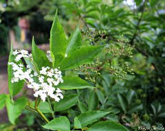 Sambucus nigra nigra