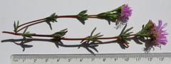 Lampranthus tenuifolius
