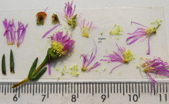 Lampranthus tenuifolius