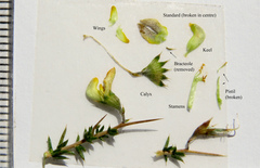 Aspalathus acuminata acuminata