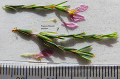Lachnaea uniflora