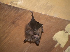 Rhinolophus formosae