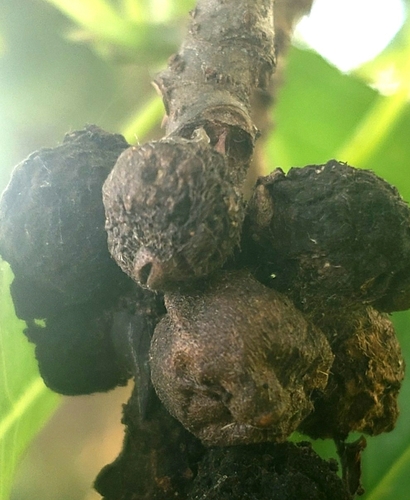 Ficus thonningii image