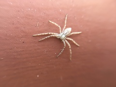 Philodromus auricomus