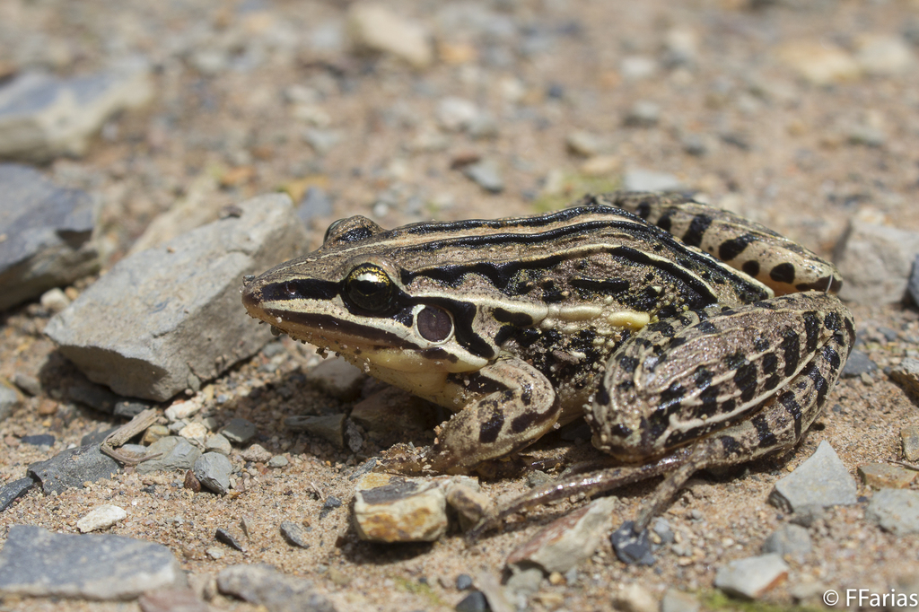 Nova Teutonia White-Lipped Frog