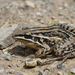 Leptodactylus plaumanni - Photo (c) Fernando Farias, osa oikeuksista pidätetään (CC BY-NC), lähettänyt Fernando Farias