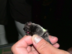 Myotis secundus