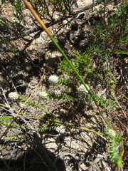 Phylica thunbergiana