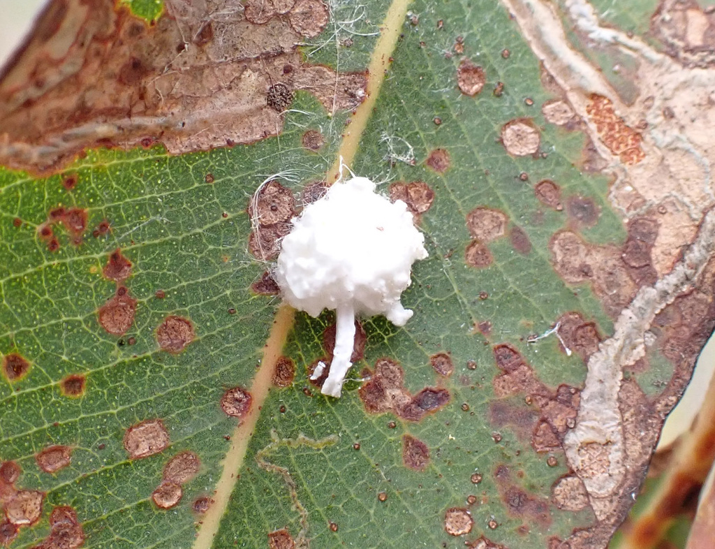 Ceronema caudatum