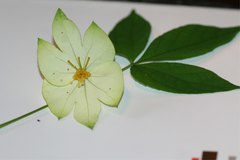 Dalechampia subternata