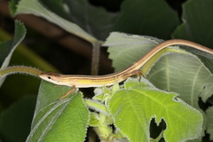 Takydromus stejnegeri