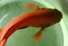 Betta splendens
