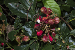 Paullinia trigonia