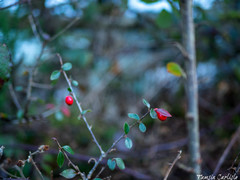 Cotoneaster simonsii