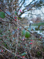 Cotoneaster simonsii