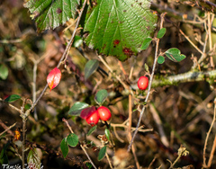 Cotoneaster simonsii