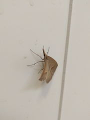 Epidesmia hypenaria