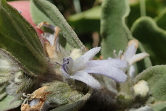 Ajuga ophrydis