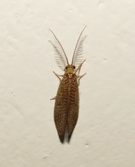 Dilaridae