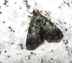 Termioptycha inimica