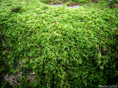Thamnobryum alopecurum