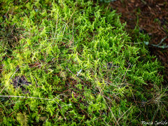 Thamnobryum alopecurum