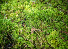 Thamnobryum alopecurum