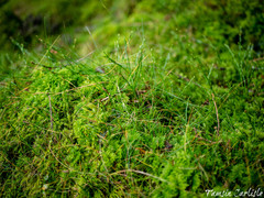 Thamnobryum alopecurum