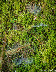 Thamnobryum alopecurum