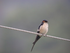 Cecropis striolata