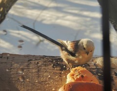 Aegithalos caudatus caudatus