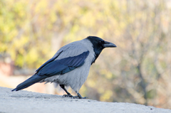 Corvus cornix