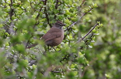 Cercotrichas coryphoeus coryphoeus