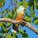 Rose-crowned Fruit-Dove - Photo (c) QuestaGame, some rights reserved (CC BY-NC-ND), uploaded by QuestaGame