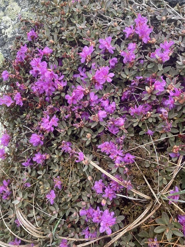 Lapland Azalea