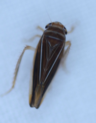 Idiodonus kennicotti