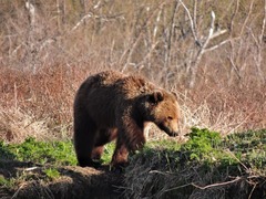 Ursus arctos beringianus