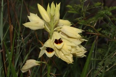 Eulophia welwitschii