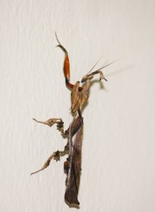 Phyllocrania paradoxa