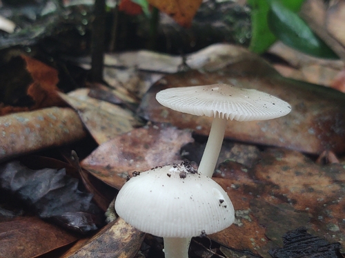 Amanita vaginata image