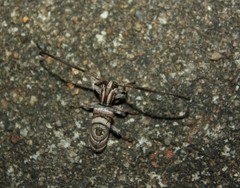 Hypsideroides junodi